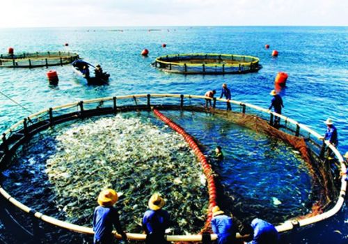 Phát triển nuôi biển trở thành ngành sản xuất hàng hóa quy mô lớn