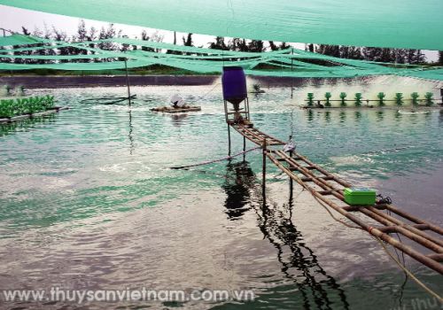 Các điều kiện để nuôi TTCT hiệu quả cao