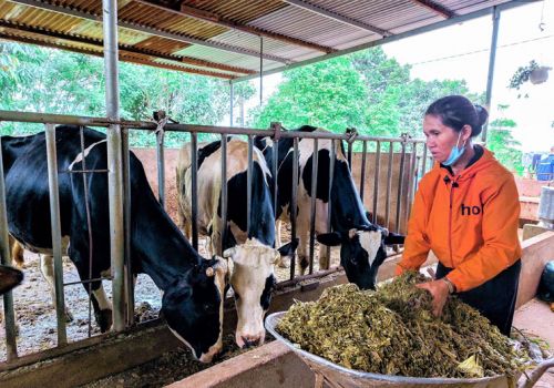 Thu nhập ổn định trong đại dịch nhờ chăn nuôi bò sữa