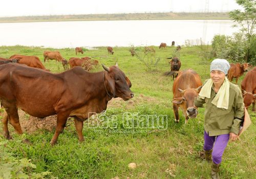 Bắc Giang: Chủ động phòng, chống đói, rét và dịch bệnh cho đàn vật nuôi vụ đông xuân
