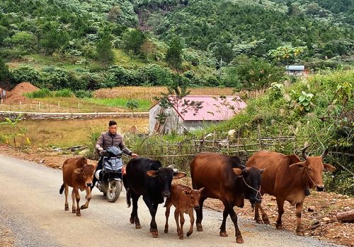 Bắc Kạn: Khống chế thành công bệnh viêm da nổi cục trên trâu, bò