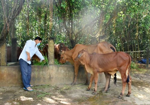 Bà Rịa - Vũng Tàu: Nhanh chóng ngăn chặn bệnh viên da nổi cục trên trâu bò