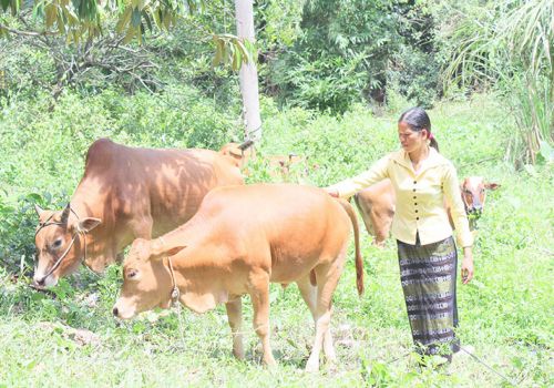 Quảng Trị: Giúp người dân nâng cao thu nhập từ các mô hình chăn nuôi