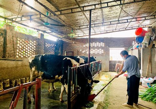 Hiệu quả của mô hình chăn nuôi bò sữa theo xu hướng hiện đại