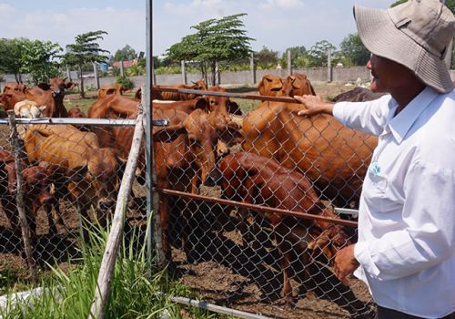 Long An: Sẽ di dời cơ sở chăn nuôi ra khỏi các đô thị lớn