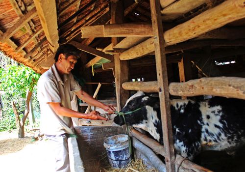 Phú Yên: Người chăn nuôi e dè vào vụ tết