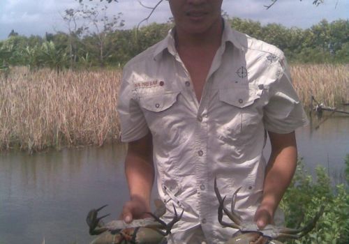 Một số lưu ý khi nuôi cua kết hợp với tôm sú