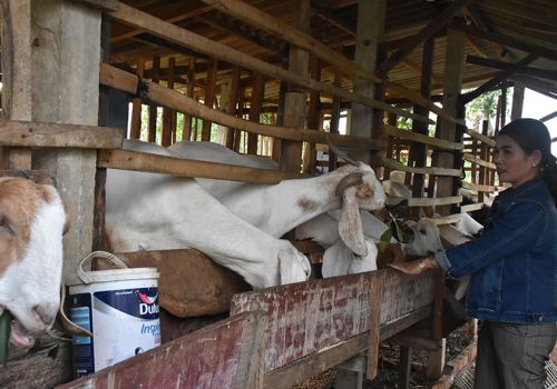 Tặng con giống sinh ra con giống