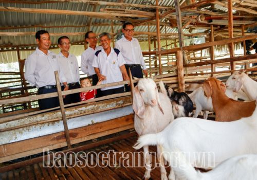 Hiệu quả mô hình nuôi dê nhốt chuồng