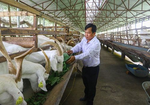 Giàu lên nhờ nuôi bò nhốt chuồng