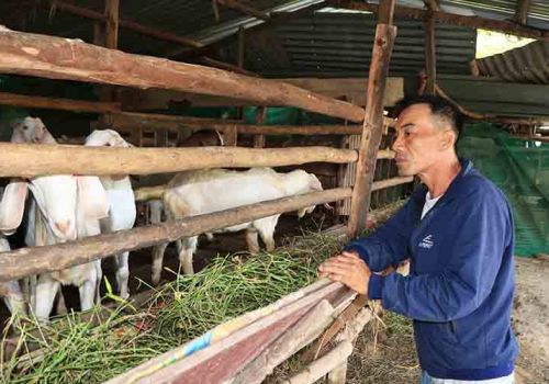 Người nuôi dê thương phẩm ở Ninh Thuận lao đao
