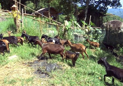 Quảng Nam: Kỳ vọng giảm nghèo với mô hình nuôi dê