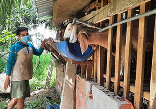 Thành phố Vị Thanh (Hậu Giang): Tỷ lệ sống của dê nuôi theo mô hình sinh sản đạt 96%