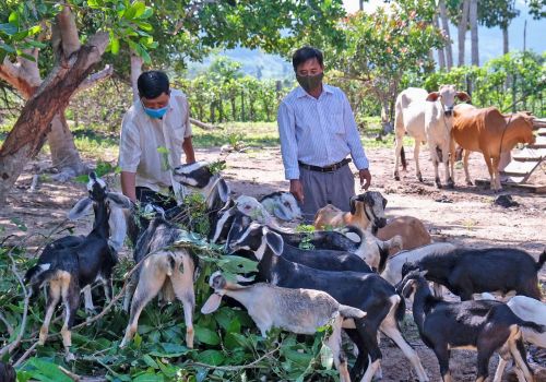 Người đầu tiên nuôi dê đàn ở Chư Drăng