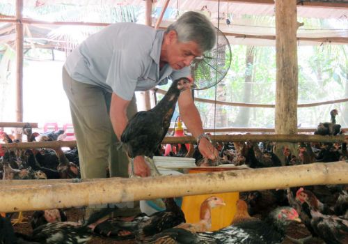 Nuôi gà trong vườn dừa hiệu quả cao