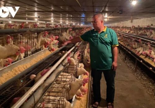 Gà nghe nhạc, ăn thảo dược, đẻ trứng ‘vàng’