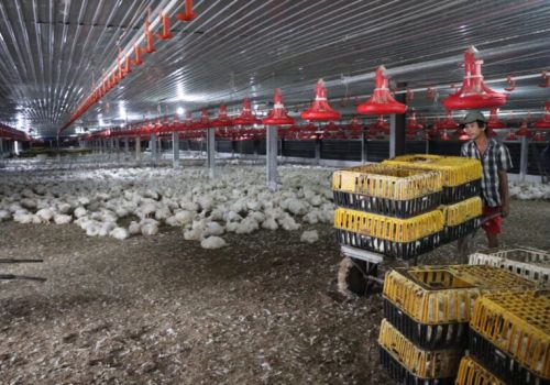 Nuôi gà không chất thải