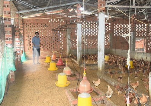 Bà Rịa - Vũng Tàu: Phòng chống dịch bệnh cho gia súc, gia cầm giai đoạn chuyển mùa