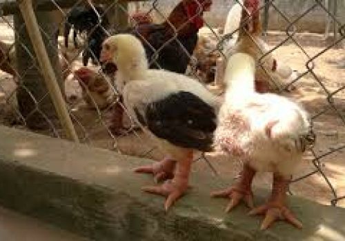 Kỹ thuật nuôi gà đông tảo con thuần chủng