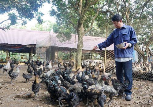 Đưa gà H’Mông ''xuống núi''...