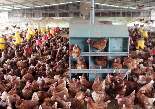 Bắt nhịp xu hướng với “trứng gà nhân đạo”