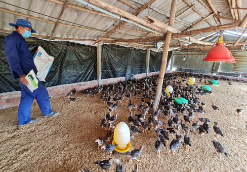 Quảng Nam: Tái đàn gia súc, gia cầm cho vụ tết