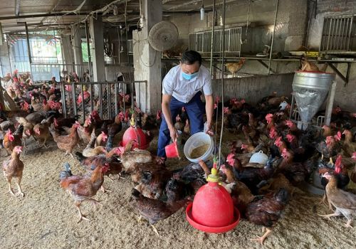 Vĩnh Phúc: Thức ăn sinh học thảo dược cho gà thương phẩm mang lại hiệu quả kinh tế và môi trường