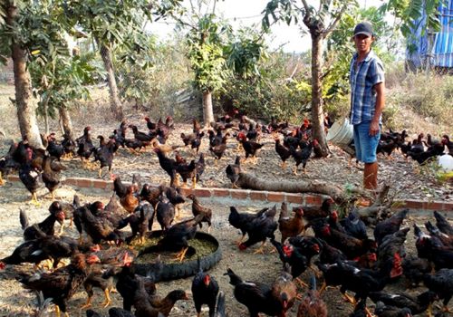 Bắc Kạn: Toàn tỉnh có 115 gia súc bị chết do rét đậm