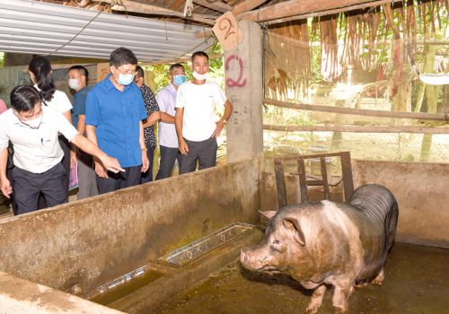 Lợi ích thiết thực từ nuôi lợn đen bản địa