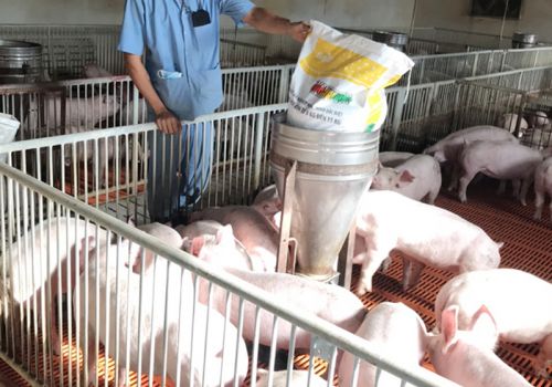 Giá heo hơi hôm nay 18/3: Có nơi tăng mạnh 3.000 đ/kg