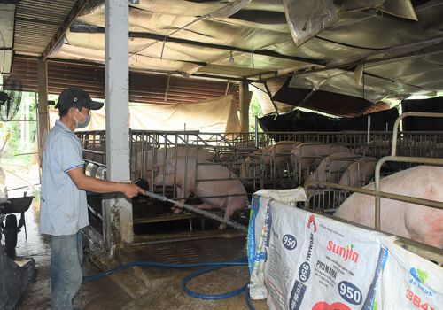 Bà Rịa - Vũng Tàu: Vướng mắc trong di dời cơ sở chăn nuôi