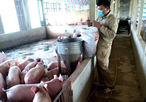 Nông dân Nghệ An tìm cách thích ứng khi thức ăn chăn nuôi tăng giá