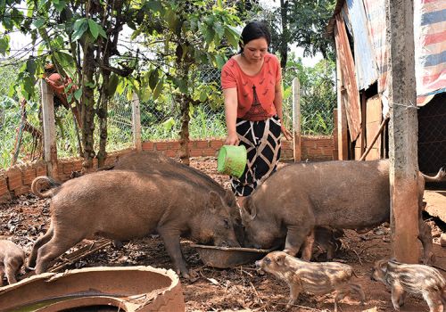 Cơ hội từ nuôi heo rừng lai