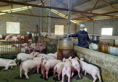 Phú Bình (Thái Nguyên): Nâng tỷ lệ đàn lợn nái ngoại và nái lai lên 100%