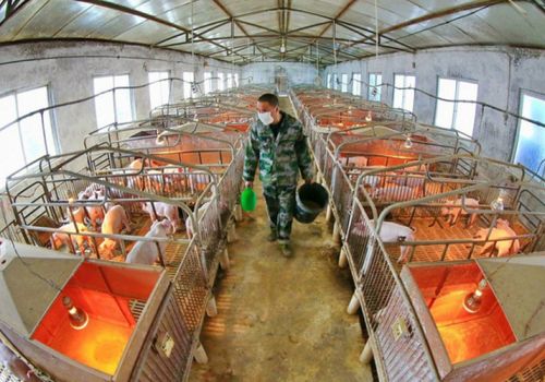 Trung Quốc chuyển đổi khí thải công nghiệp thành protein thức ăn chăn nuôi