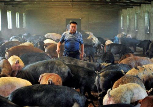 Mức phạt vi phạm hành chính trong lĩnh vực chăn nuôi ở Trung Quốc