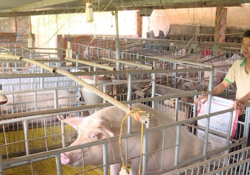 Tái đàn heo thành công – Kinh nghiệm từ một nông hộ