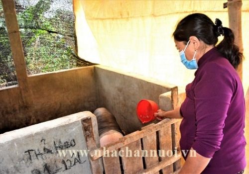 Quảng Ngãi: Hiệu quả từ mô hình “Tặng con giống sinh ra con giống”