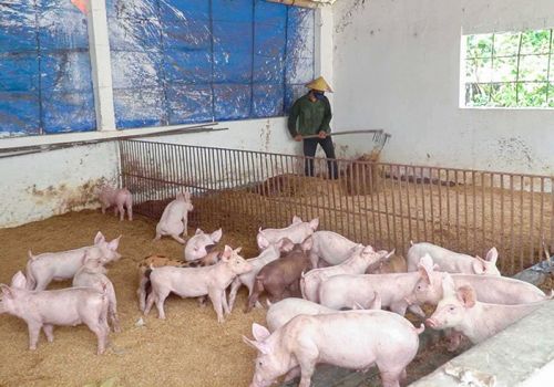 Phát triển chăn nuôi gắn với bảo vệ môi trường