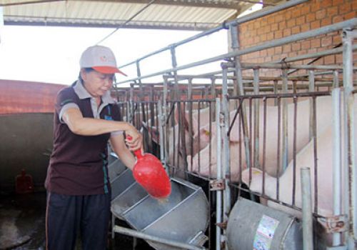 Lâm Đồng: Xây dựng chuỗi liên kết trong chăn nuôi