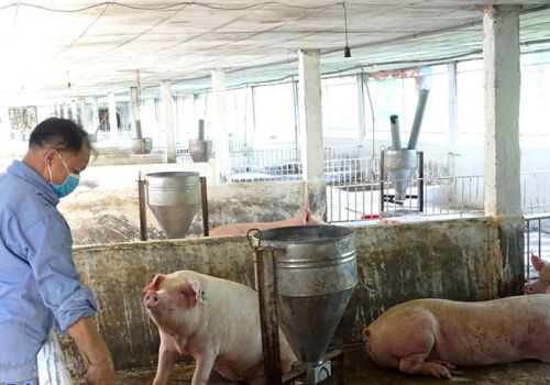 Thái Nguyên: Tết không lo thiếu thịt gia súc, gia cầm