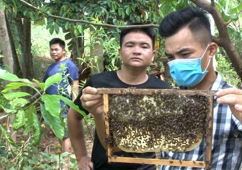 Thanh Hóa có gần 13.000 hộ nuôi ong mật