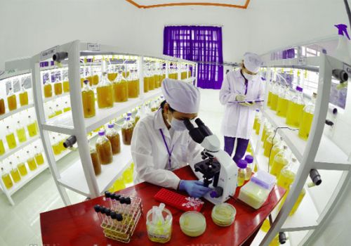 Nuôi tảo đơn bào không khó