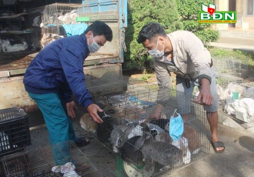 Đắk Nông: Xây dựng vùng nuôi thỏ quy mô hàng hóa ở Đắk R’moan