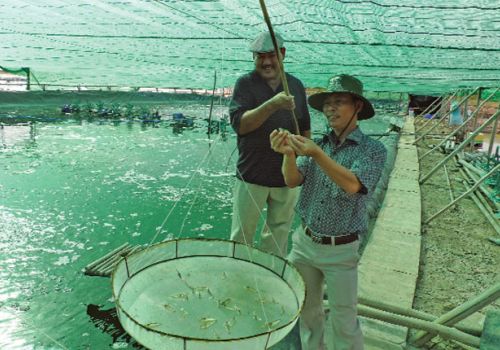 Nuôi tôm hai giai đoạn