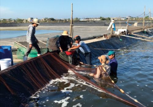 Nuôi TTCT 3 giai đoạn, giảm chất thải