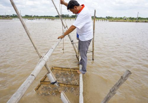 Để có vụ tôm thắng lợi