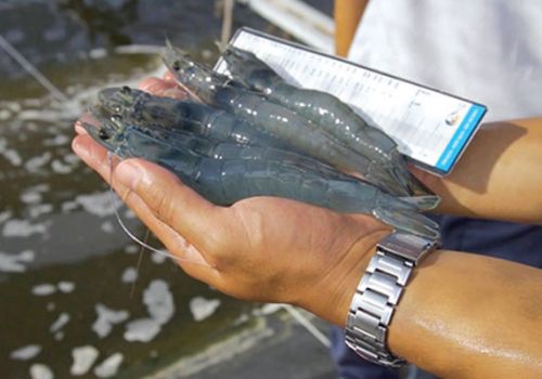 Nuôi tôm “ba cao một thấp”