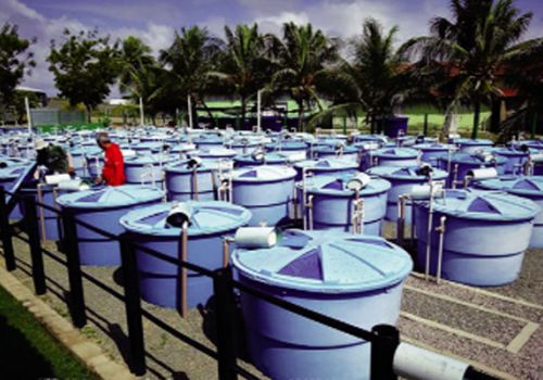 Nuôi tôm hiệu quả bằng bột krill