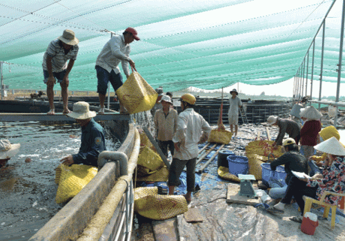 Nuôi tôm siêu thâm canh bể tròn